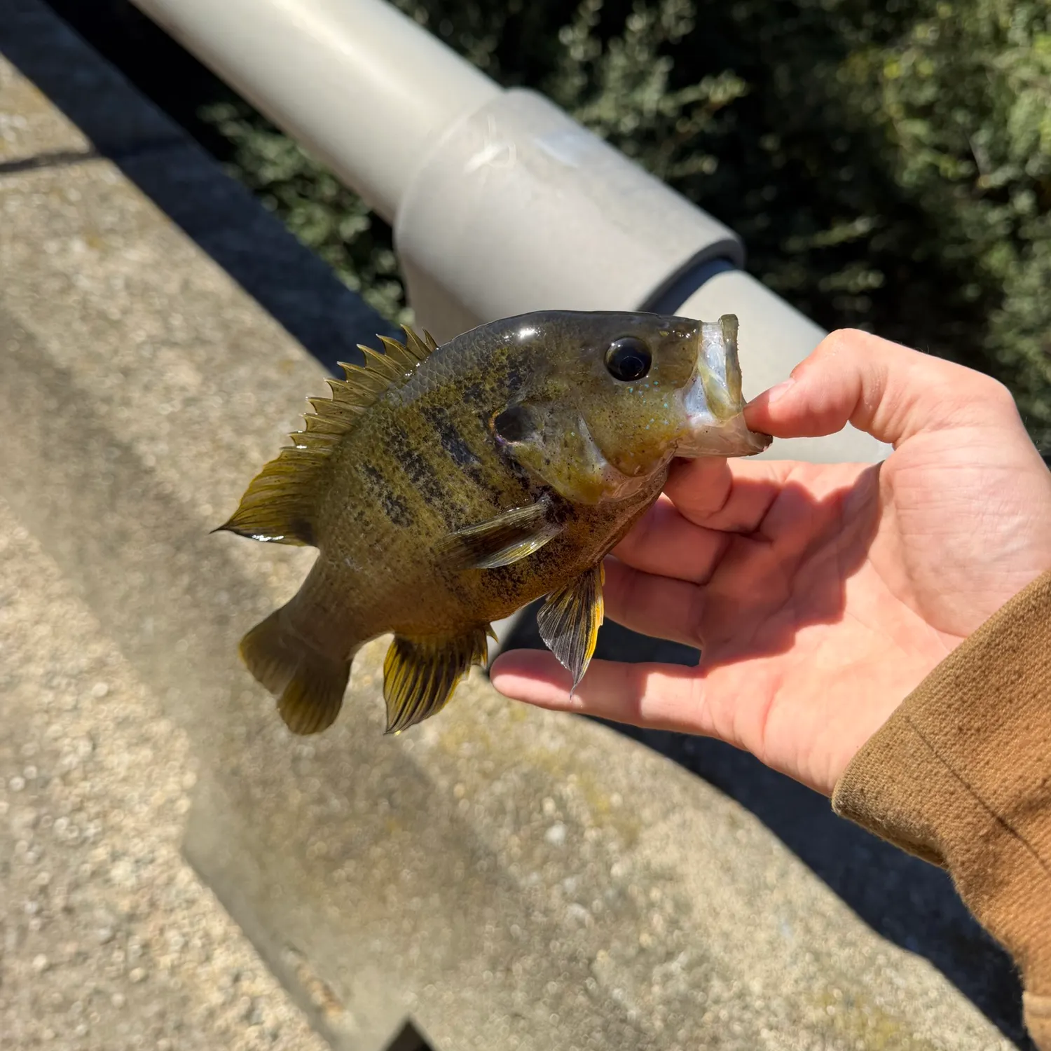 Green sunfish caught on Fishbrain