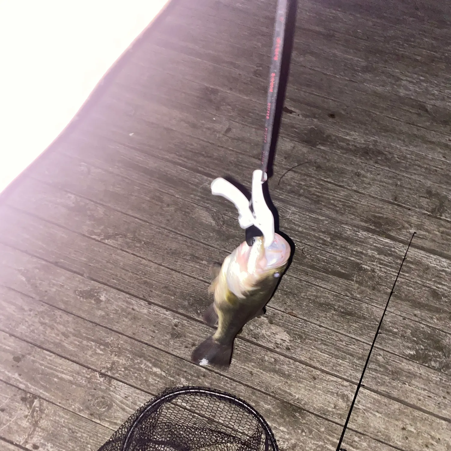 Fish caught on Fishbrain