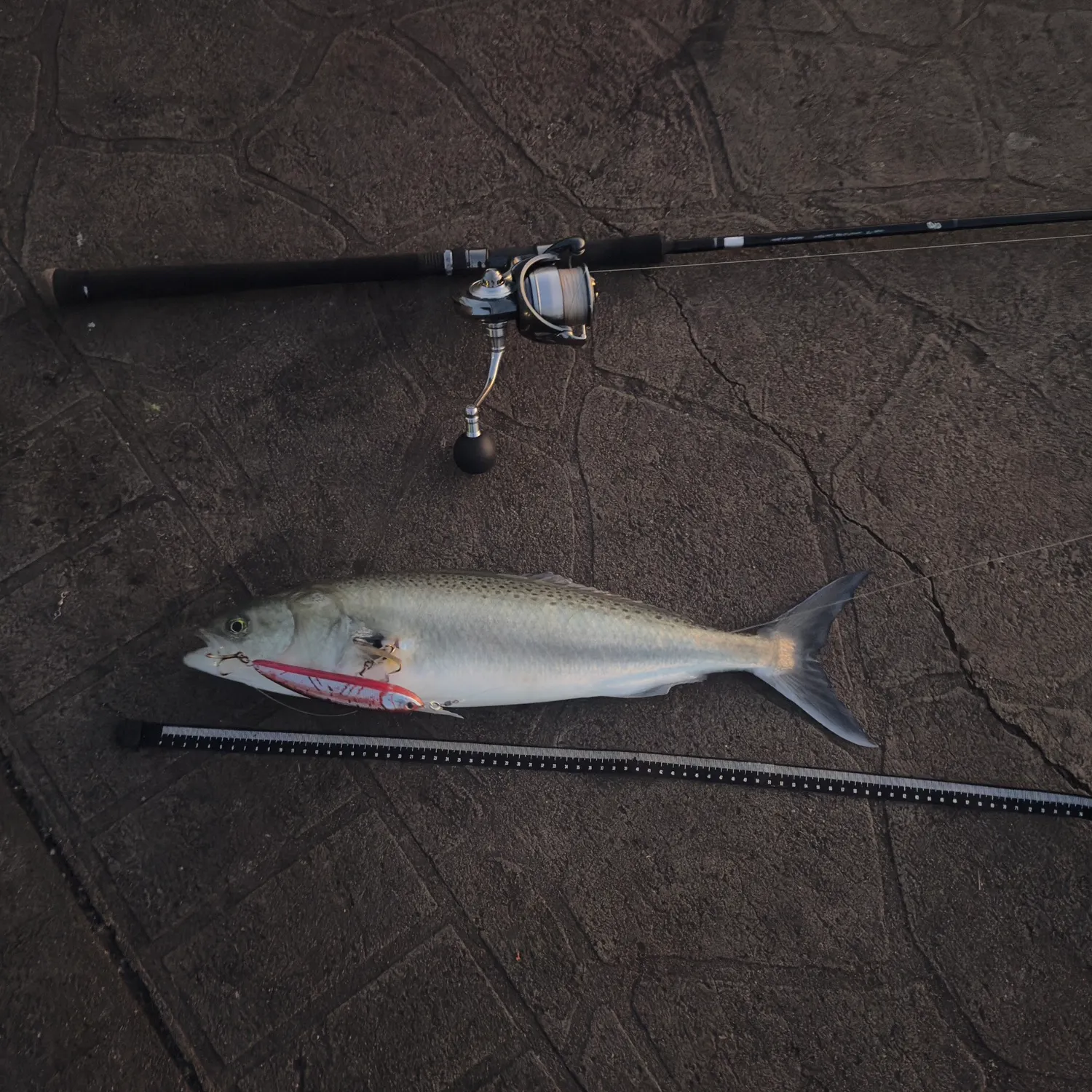 The most recent Eastern Australian salmon catches on Fishbrain