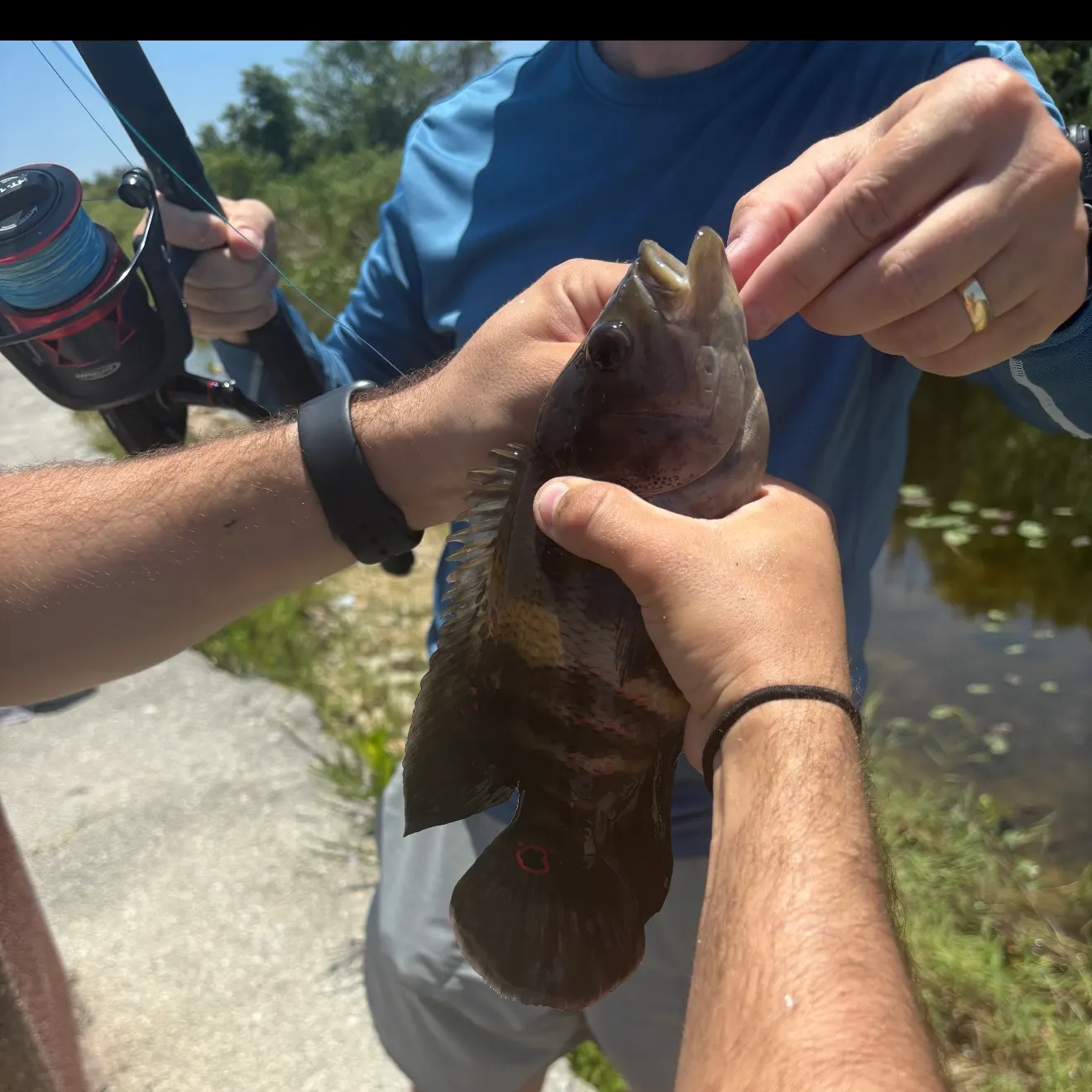 The most recent Oscar catches on Fishbrain