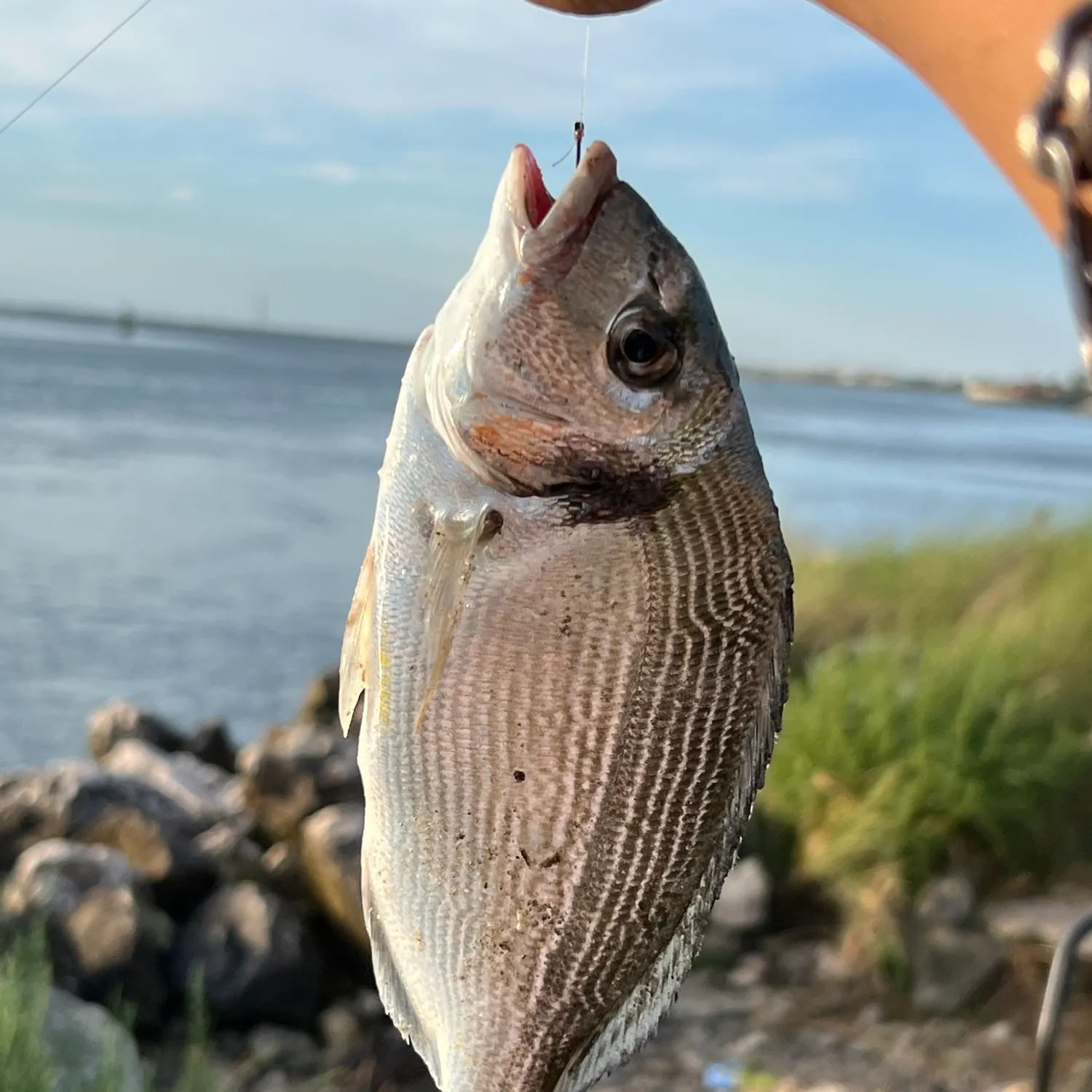 The most recent White seabream catches on Fishbrain