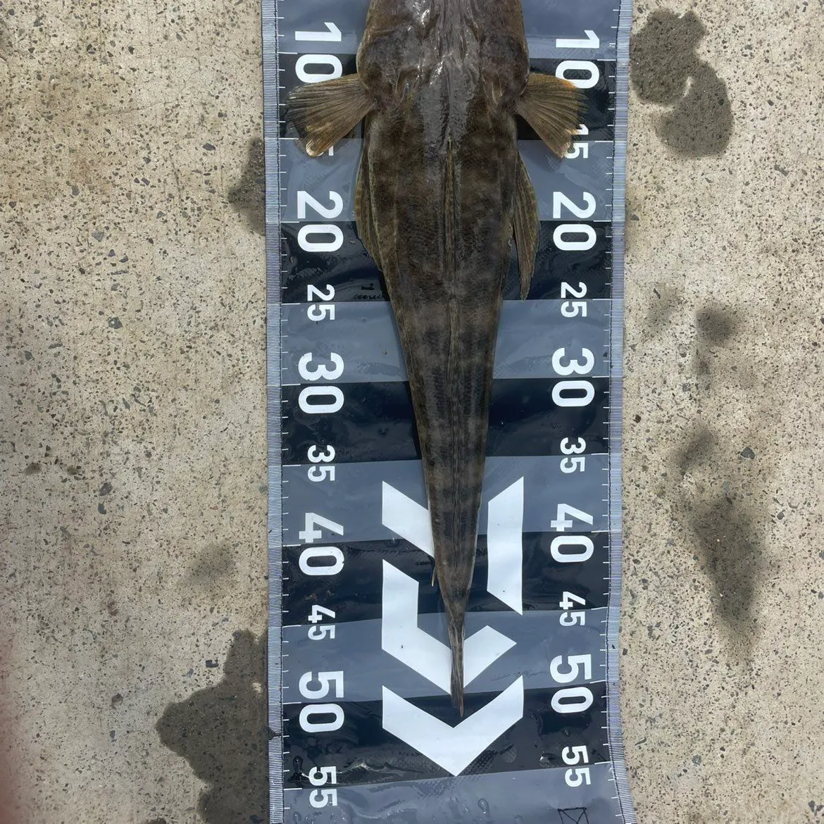 The most recent Dusky flathead catches on Fishbrain