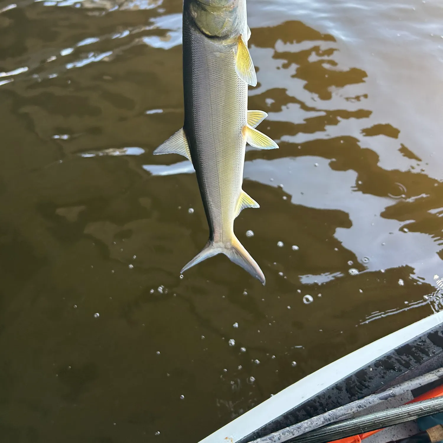 The most recent Ladyfish catches on Fishbrain