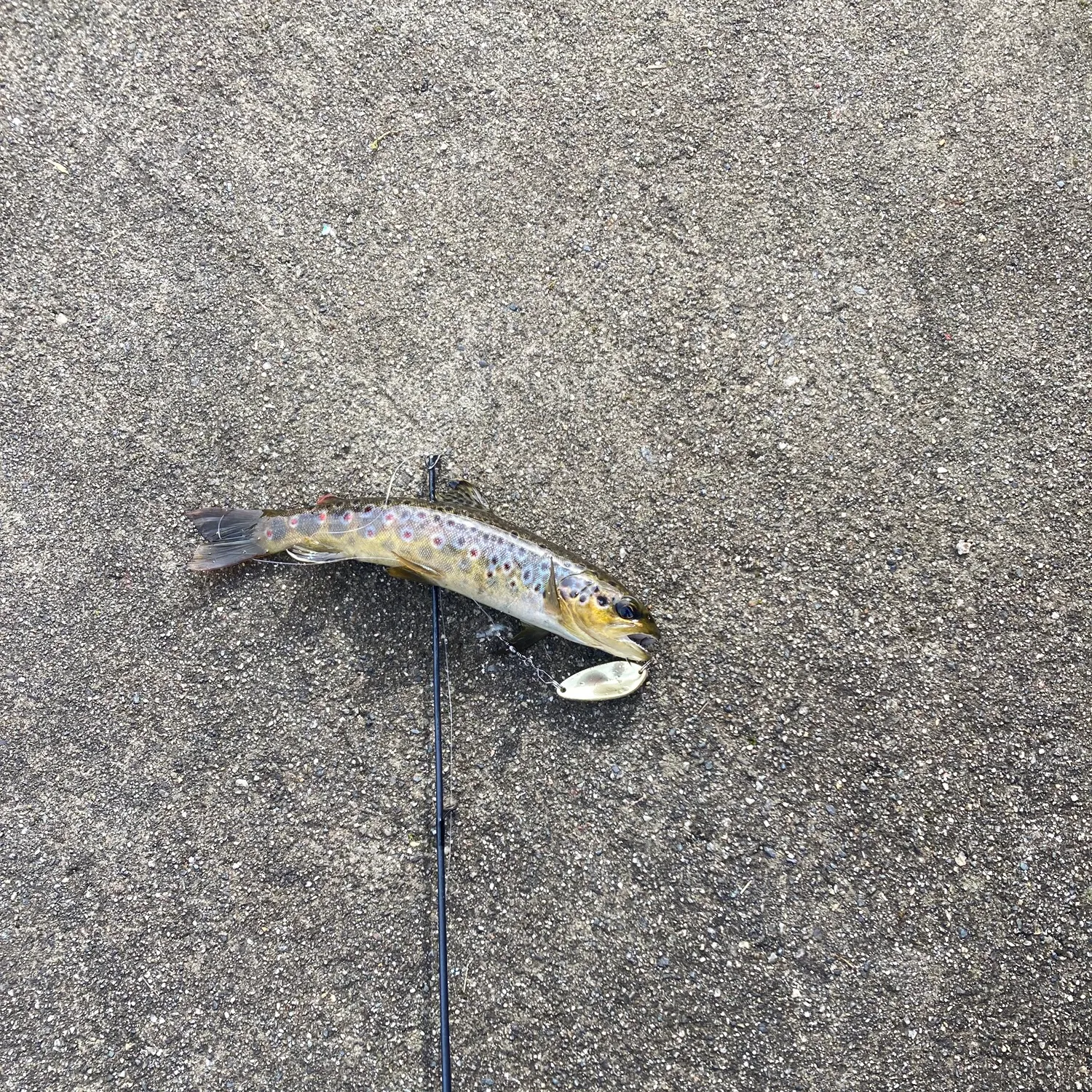 Brown trout caught on Fishbrain