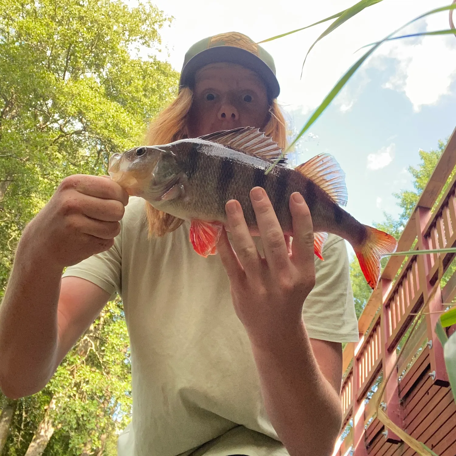 European perch caught on Fishbrain