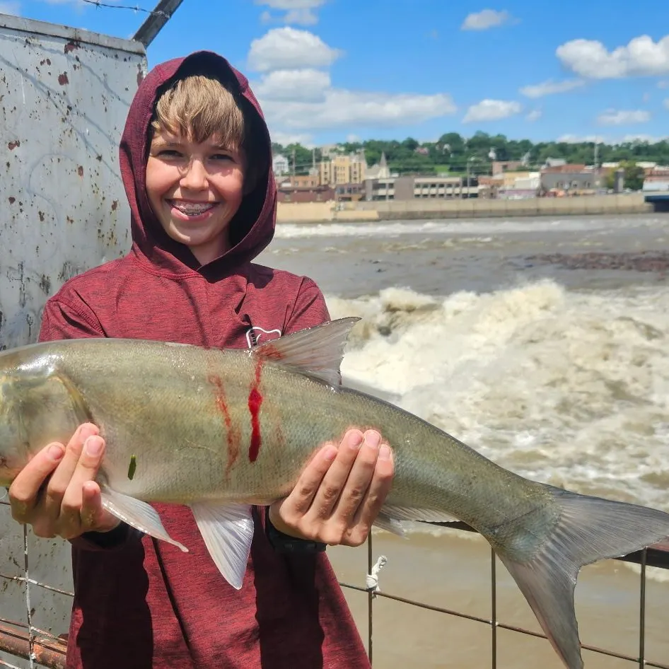 The most recent Silver carp catches on Fishbrain
