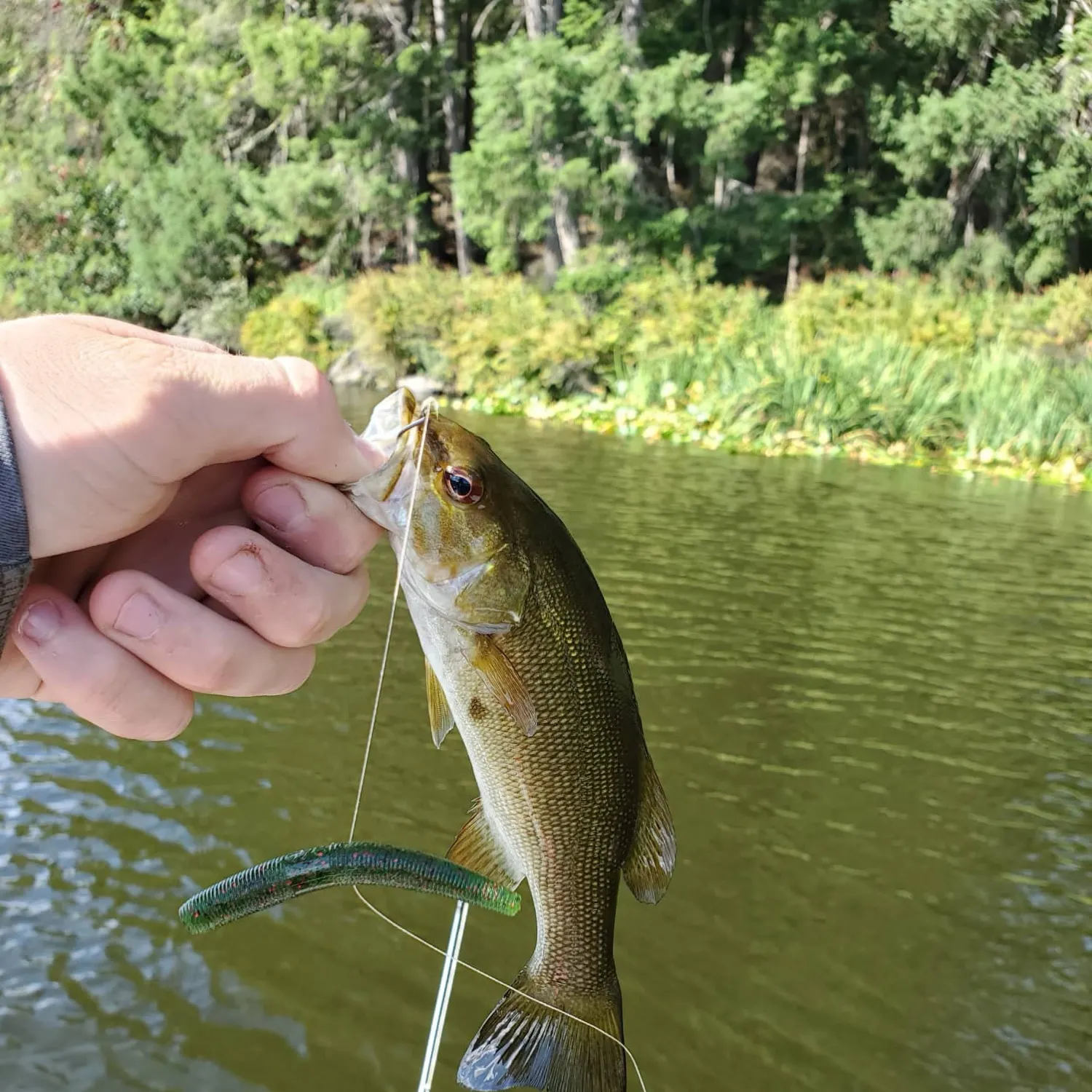 Smallmouth bass caught on Fishbrain