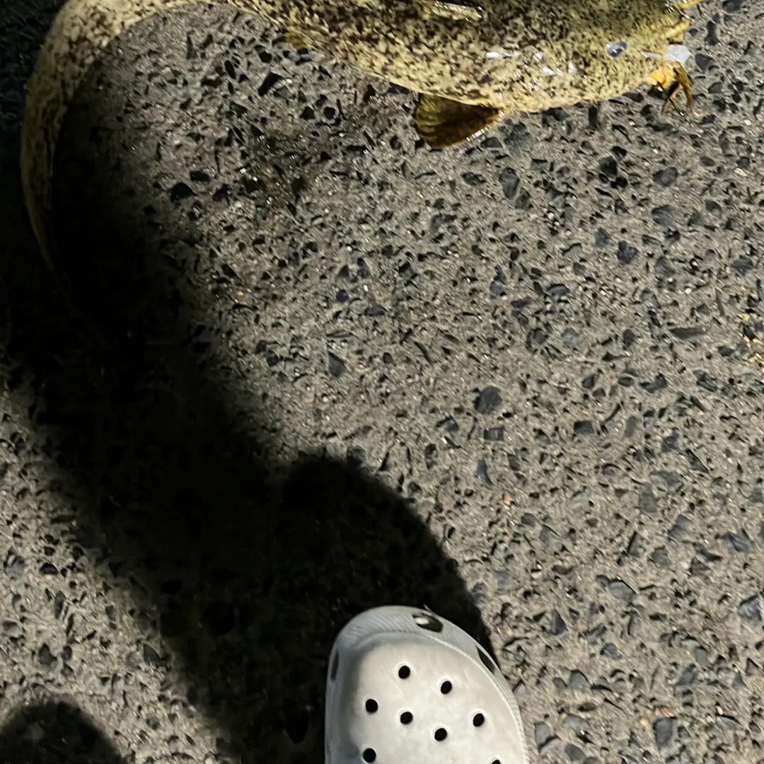 The most recent Dewfish catches on Fishbrain