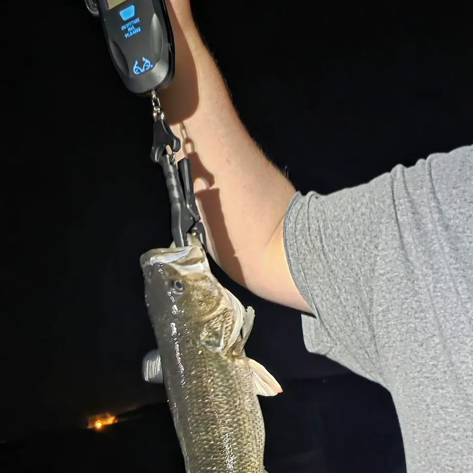 The most recent Spotted bass catches on Fishbrain