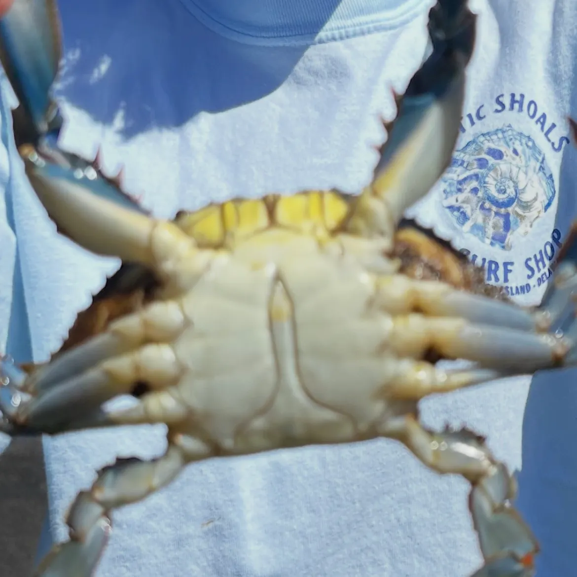 The most recent Blue crab catches on Fishbrain