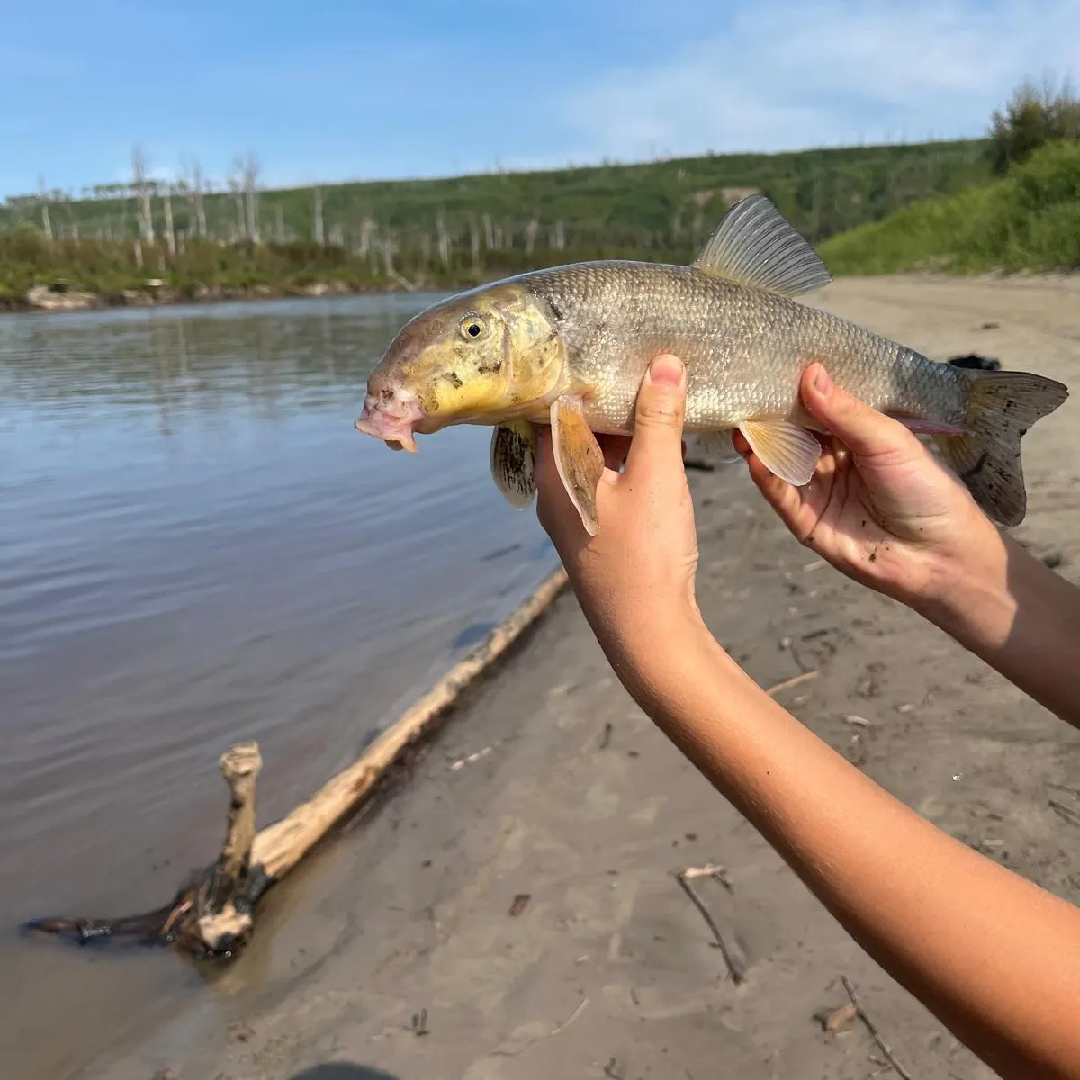 White sucker caught on Fishbrain