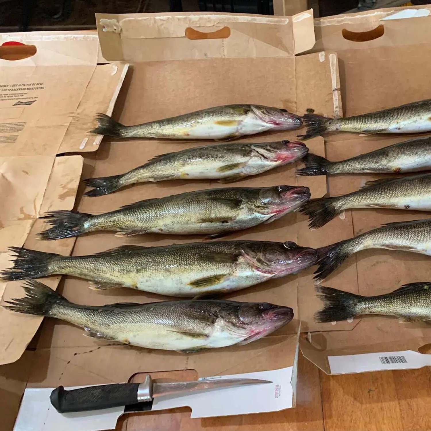 recently logged catches