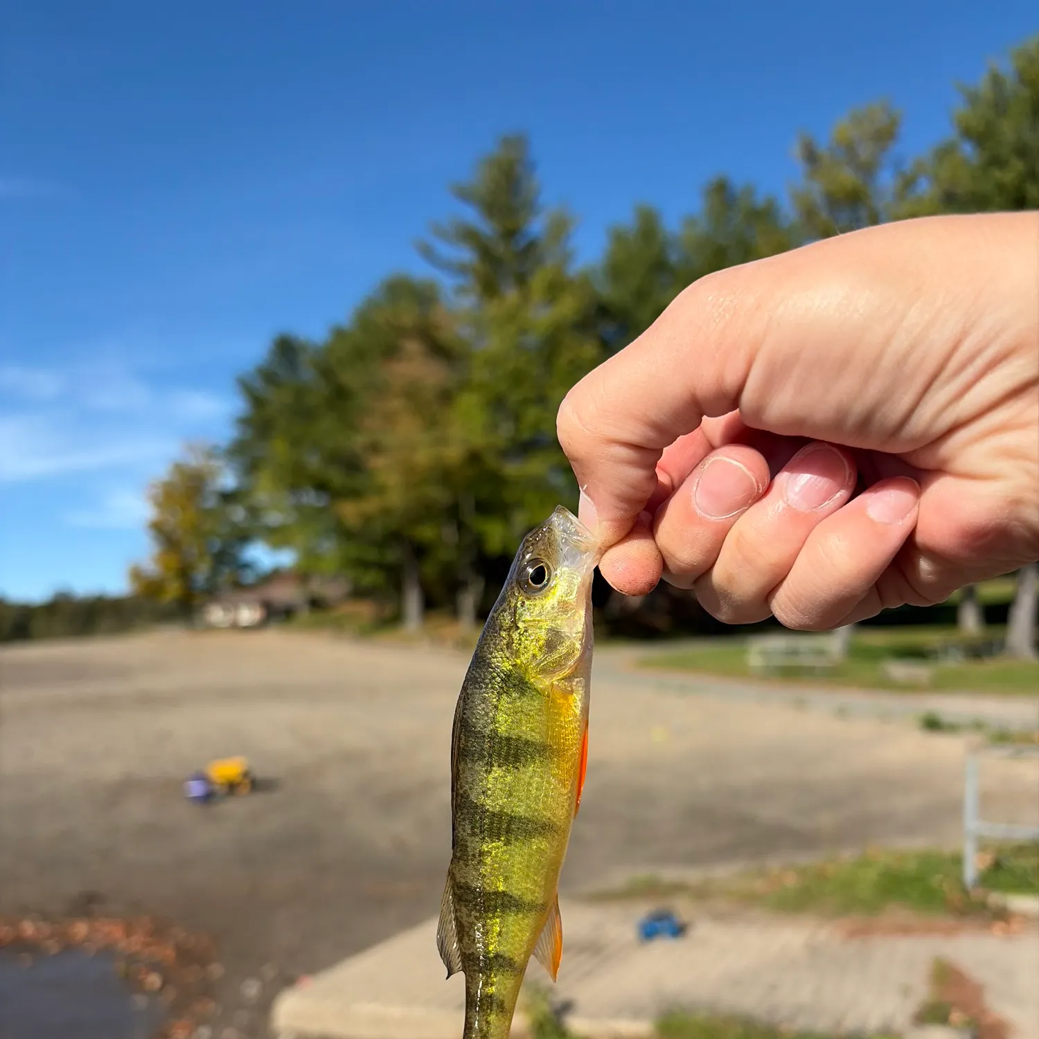 Yellow perch caught on Fishbrain