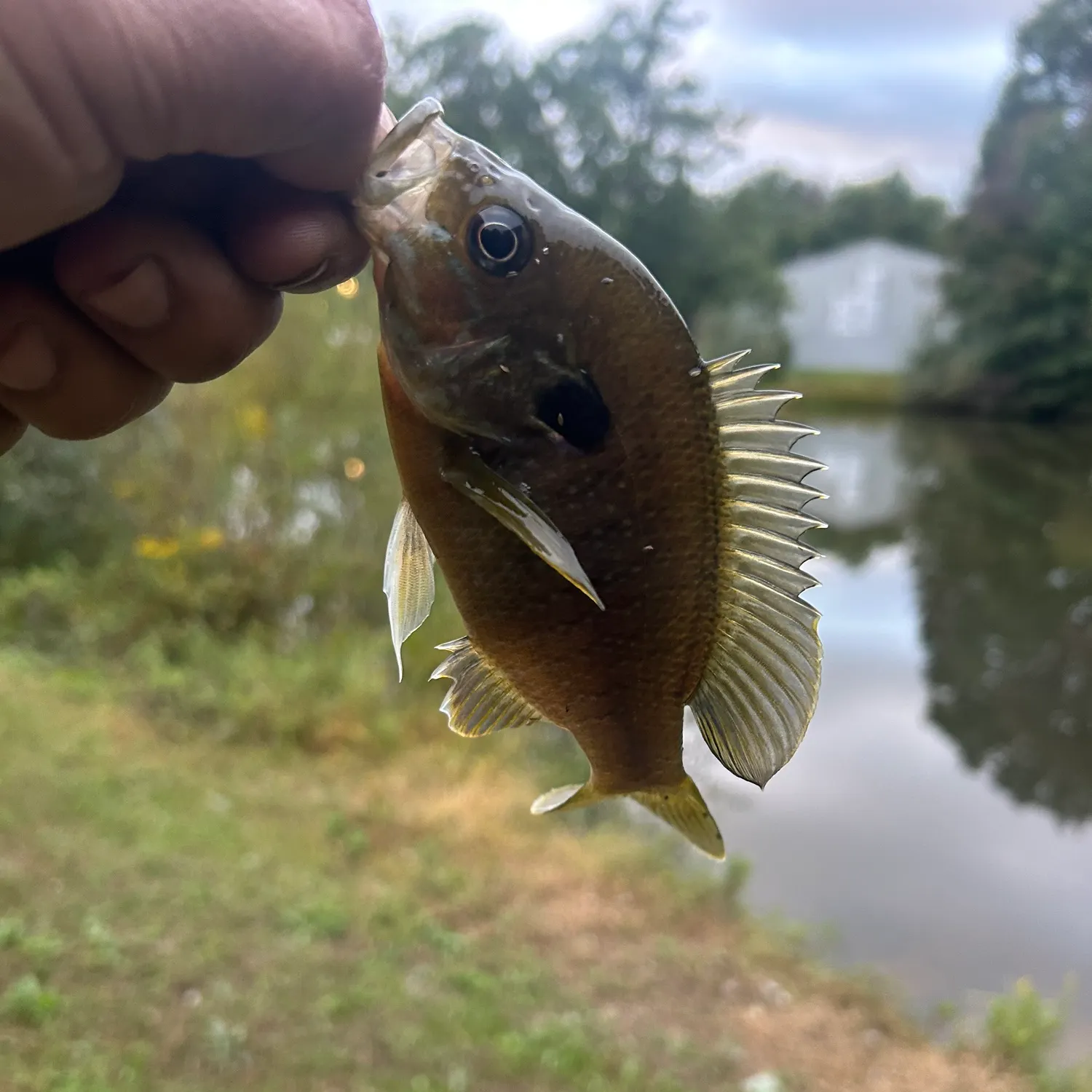 Green sunfish caught on Fishbrain