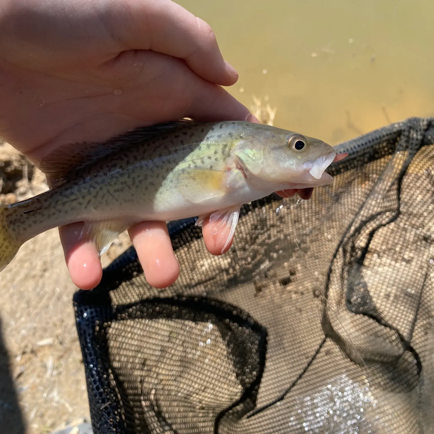 Trout cod caught on Fishbrain