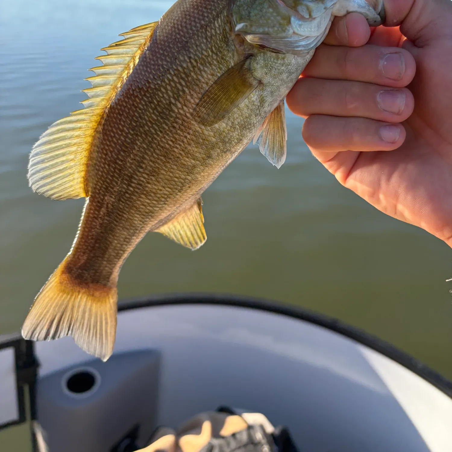 Smallmouth bass caught on Fishbrain