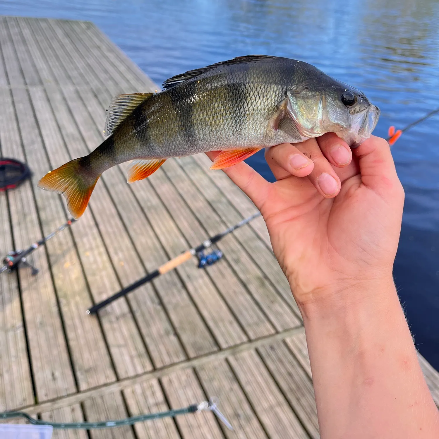 European perch caught on Fishbrain