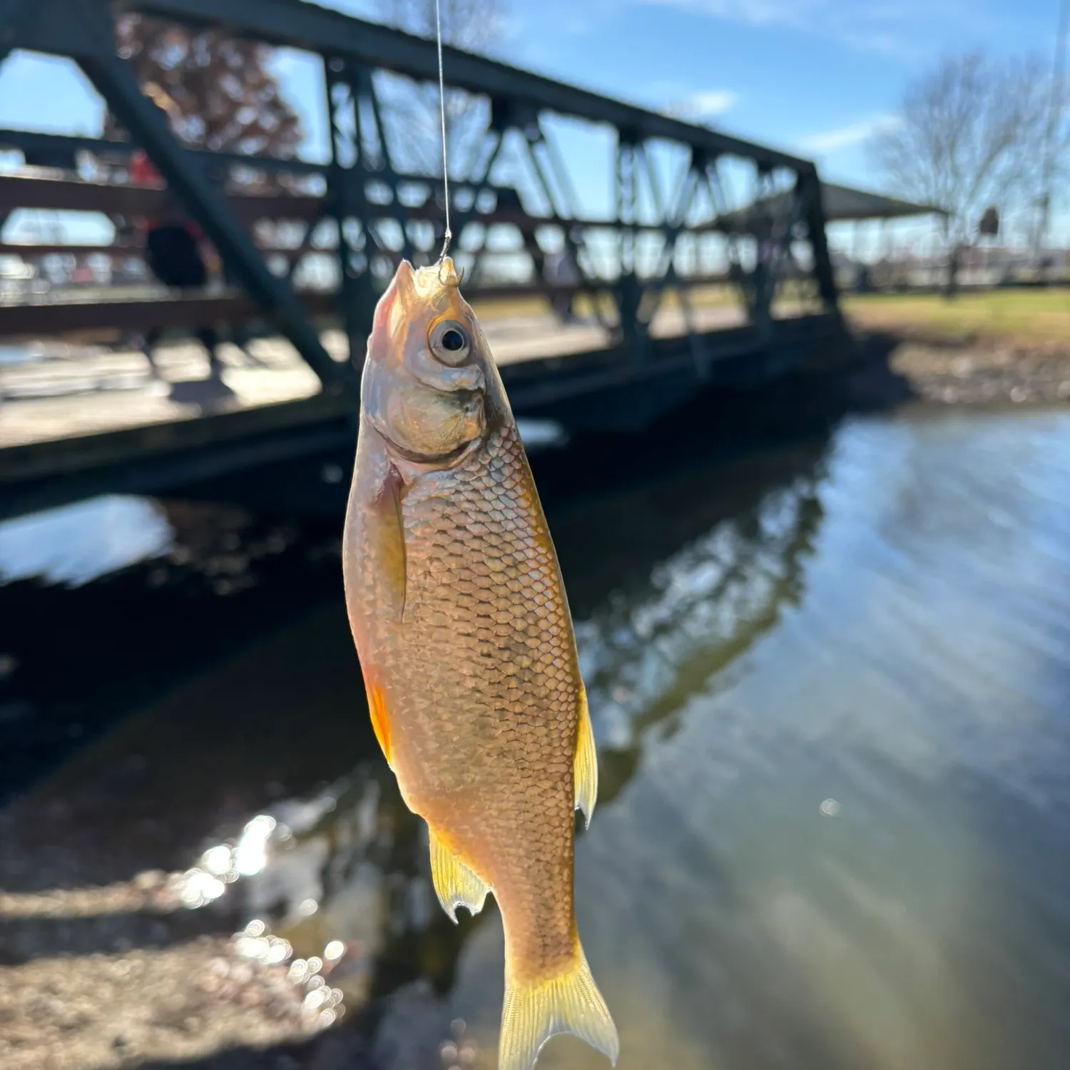 The most recent Golden shiner catches on Fishbrain