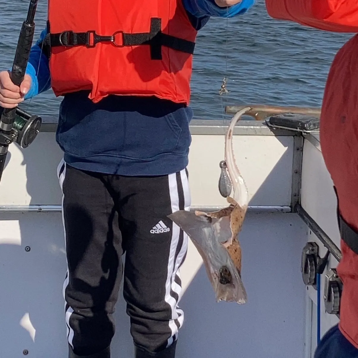 The most recent Little Skate catches on Fishbrain
