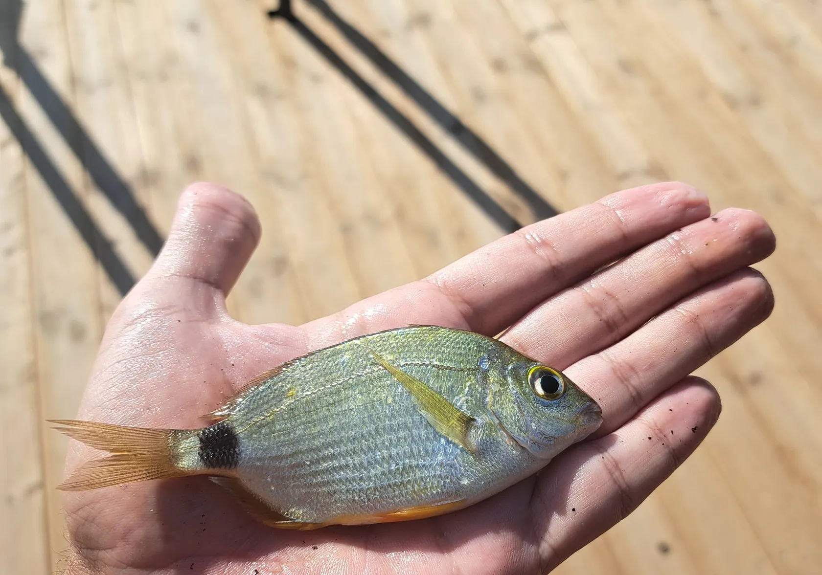 Annular seabream