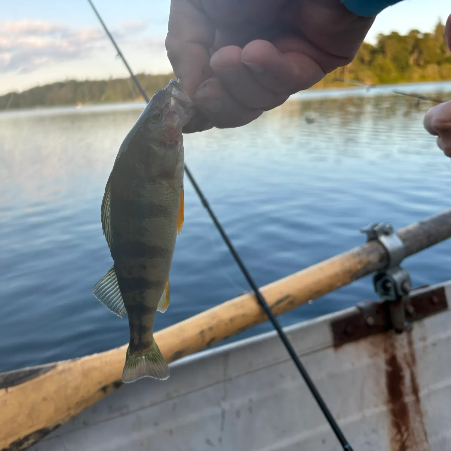 Yellow perch caught on Fishbrain