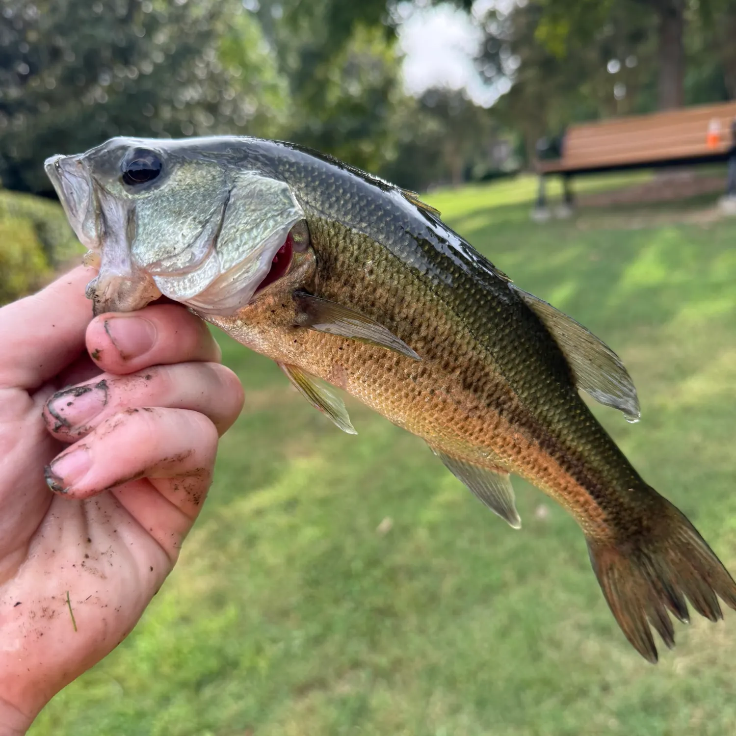 Largemouth bass caught on Fishbrain