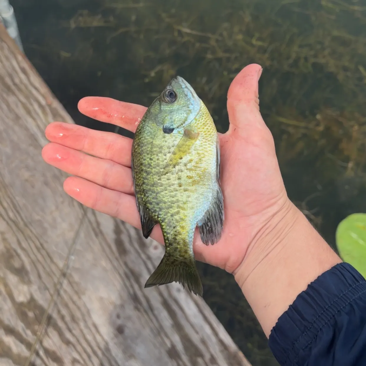 Bluegill caught on Fishbrain
