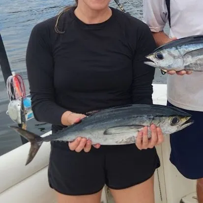 The most recent Blackfin tuna catches on Fishbrain