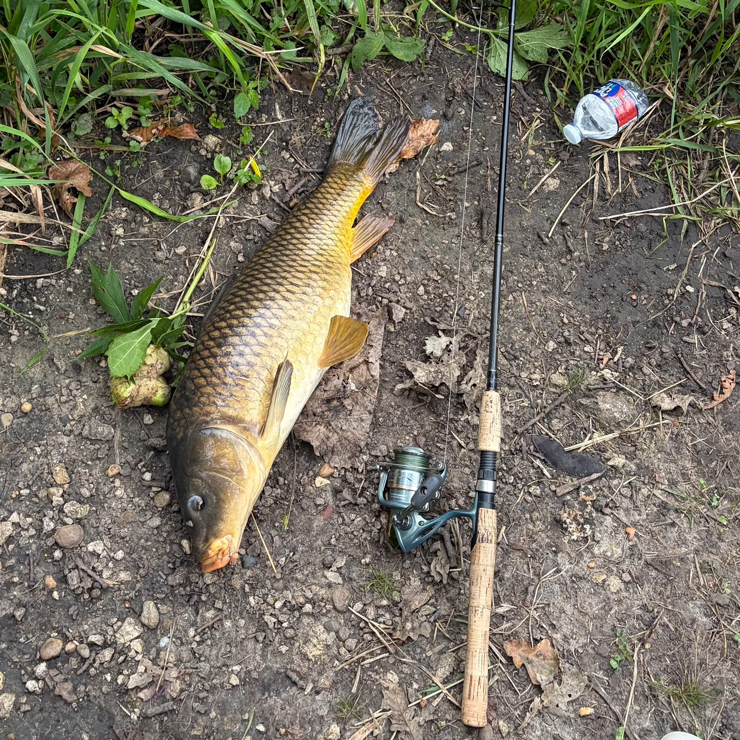 Common carp caught on Fishbrain