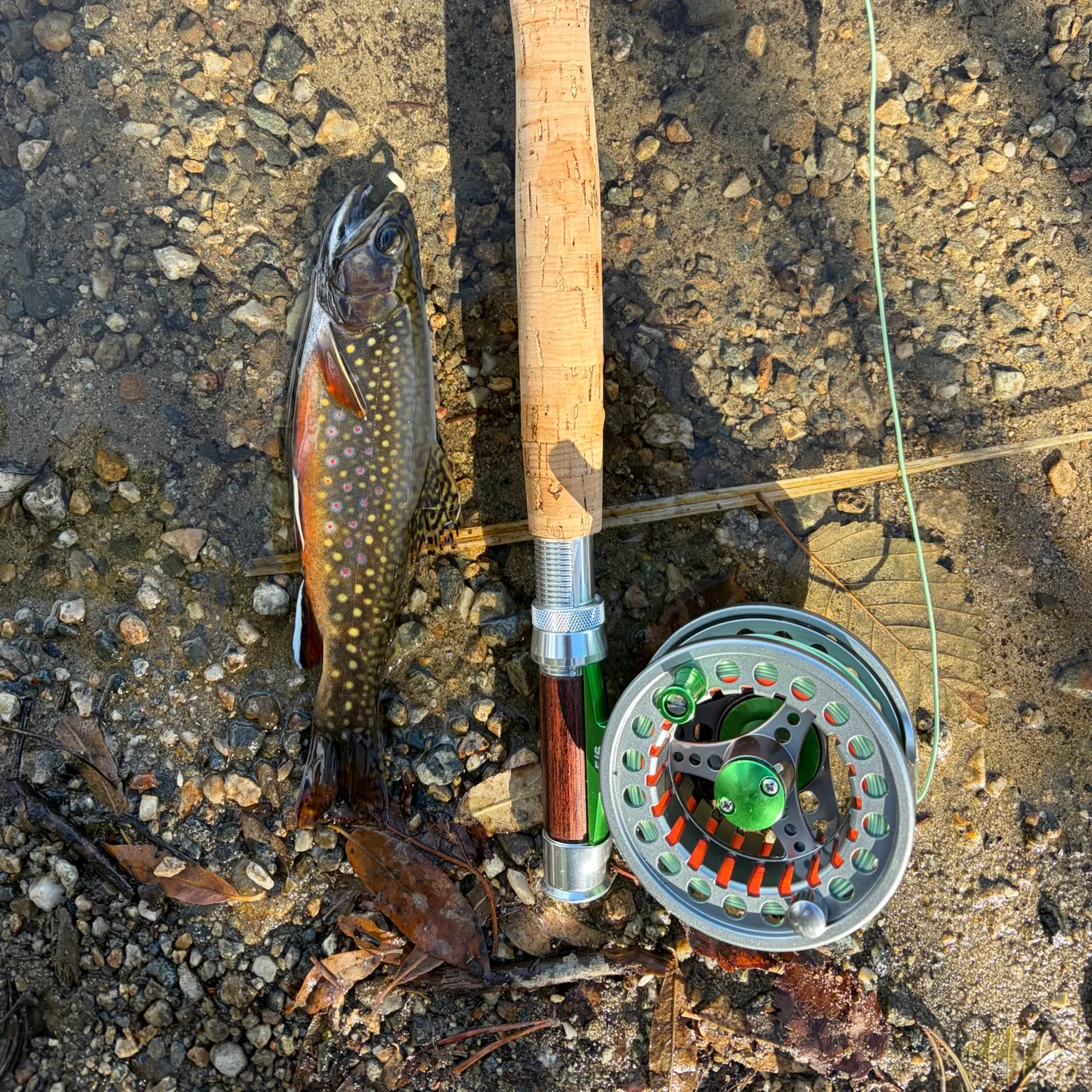 Brook trout caught on Fishbrain