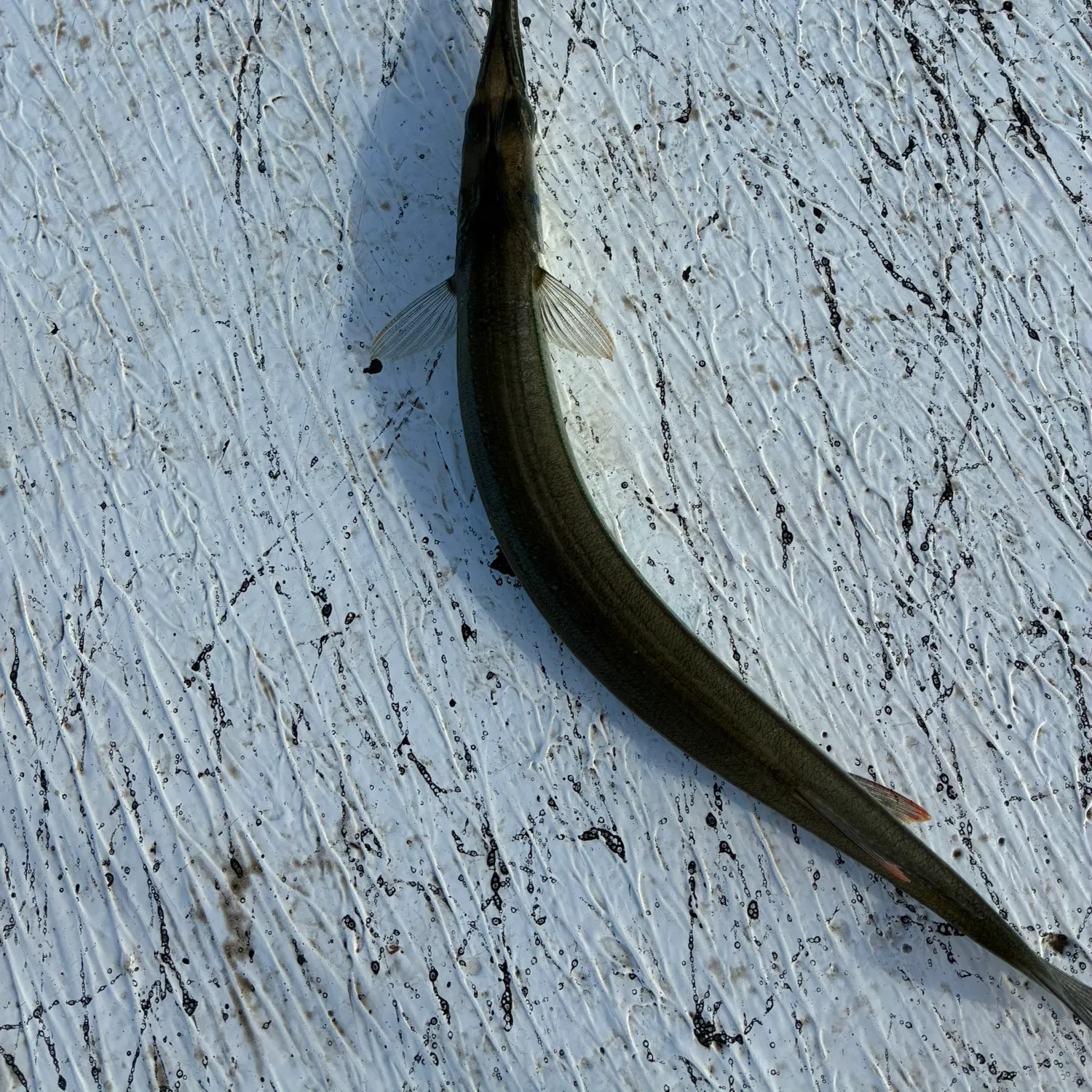 The most recent Needlenose gar catches on Fishbrain