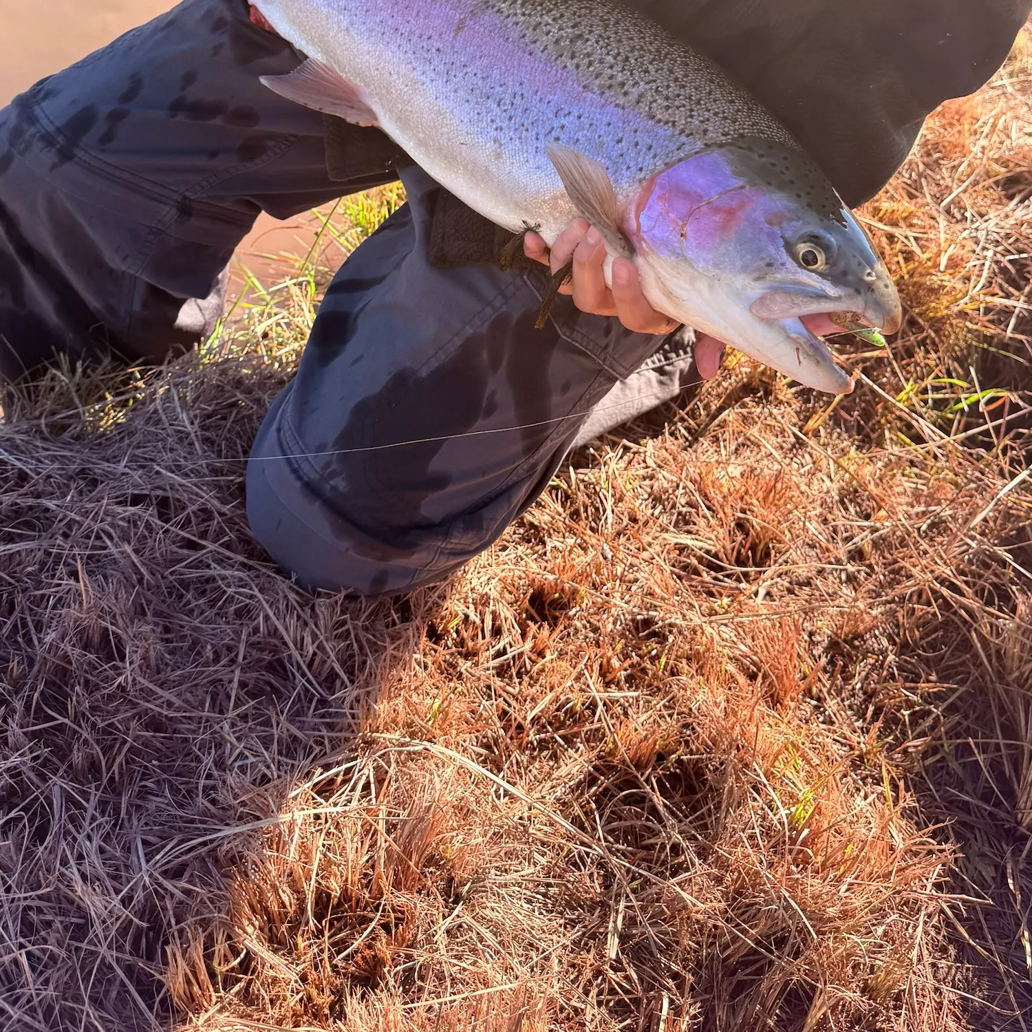 Rainbow trout caught on Fishbrain
