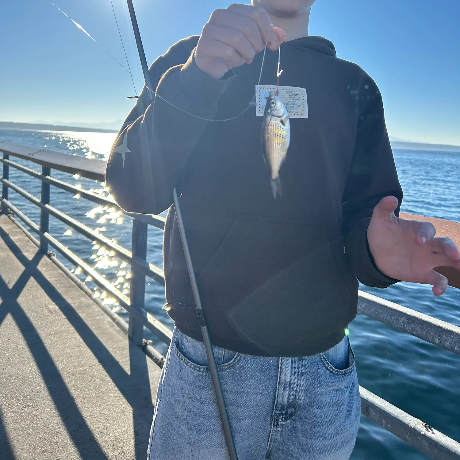 The most recent Shiner perch catches on Fishbrain