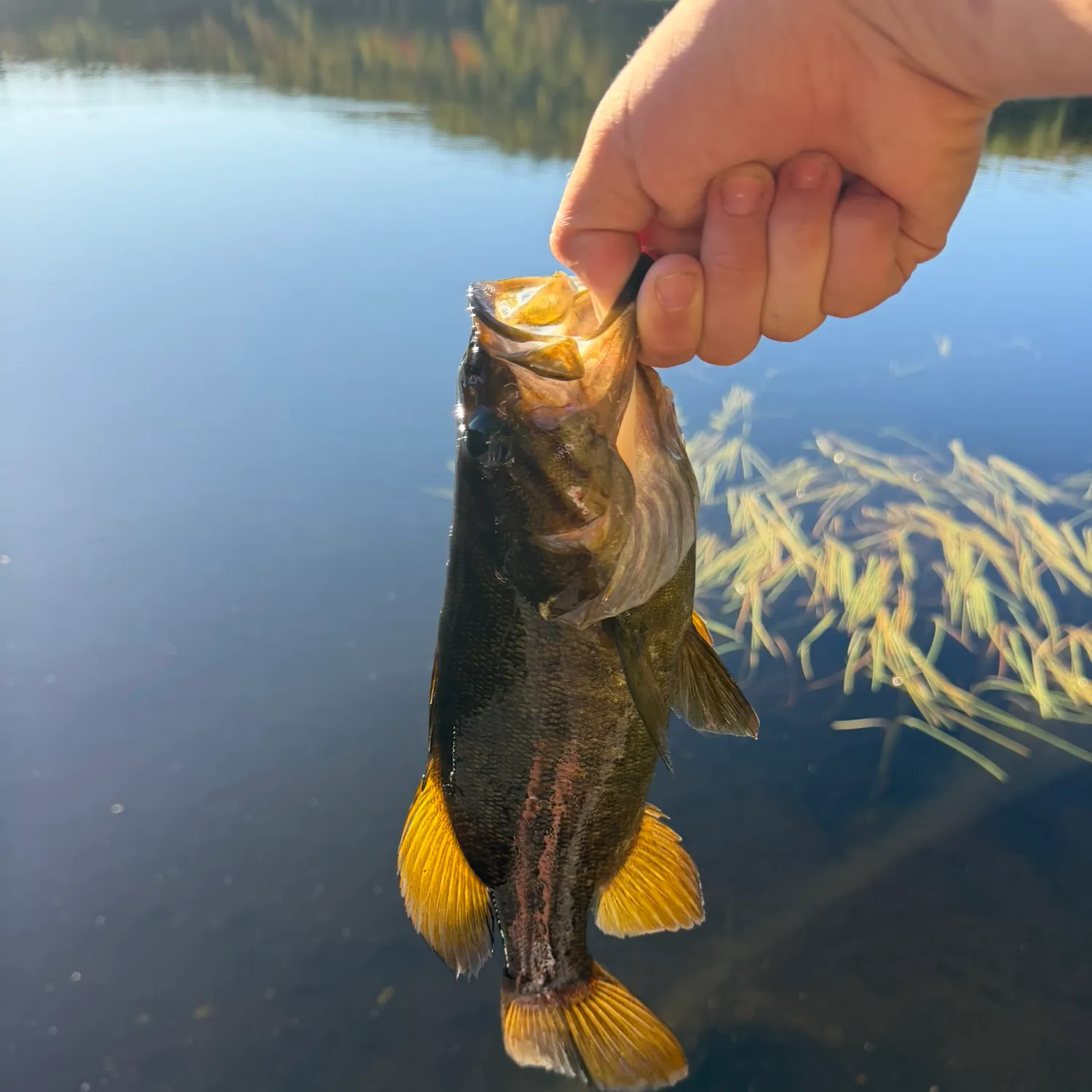 Smallmouth bass caught on Fishbrain