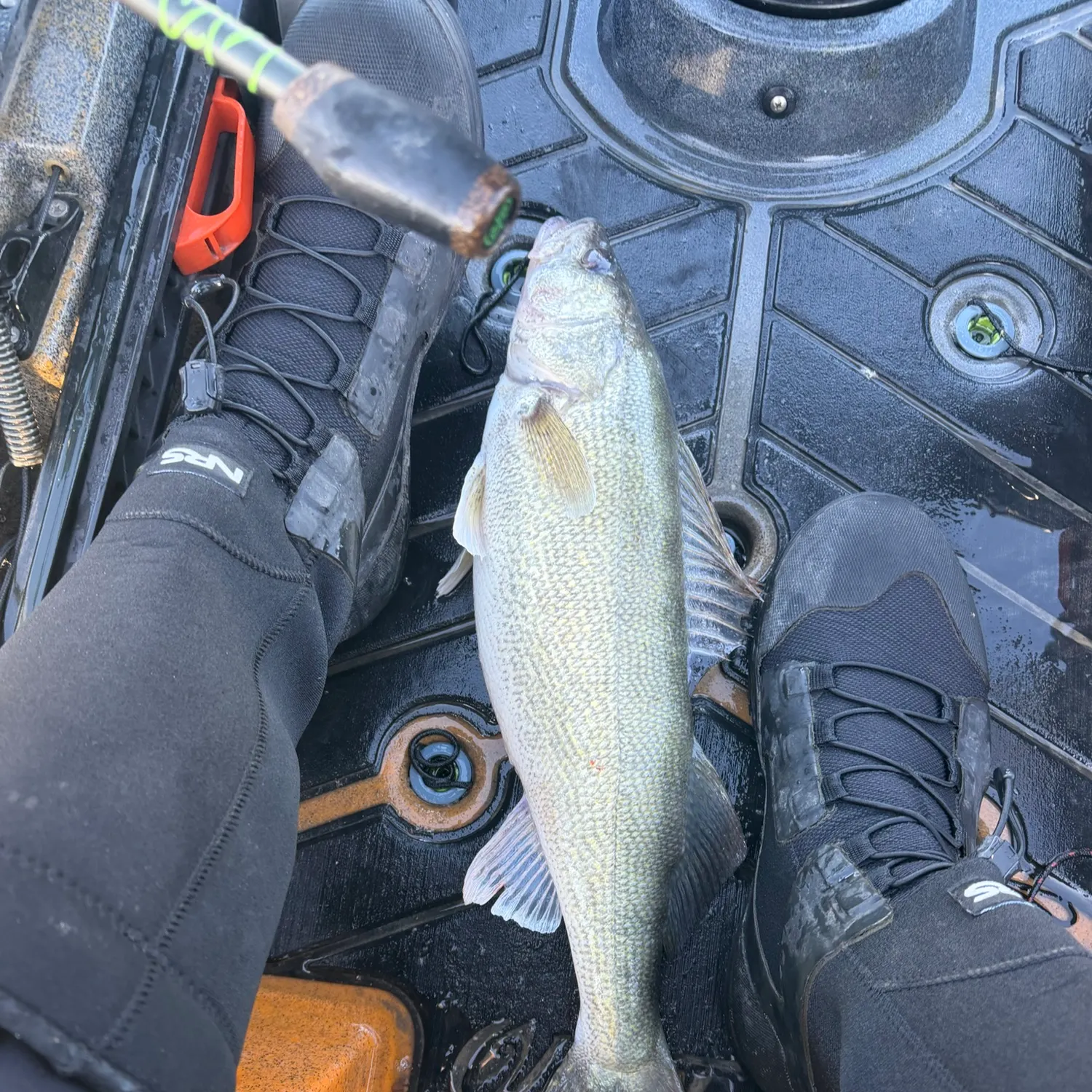 Walleye caught on Fishbrain