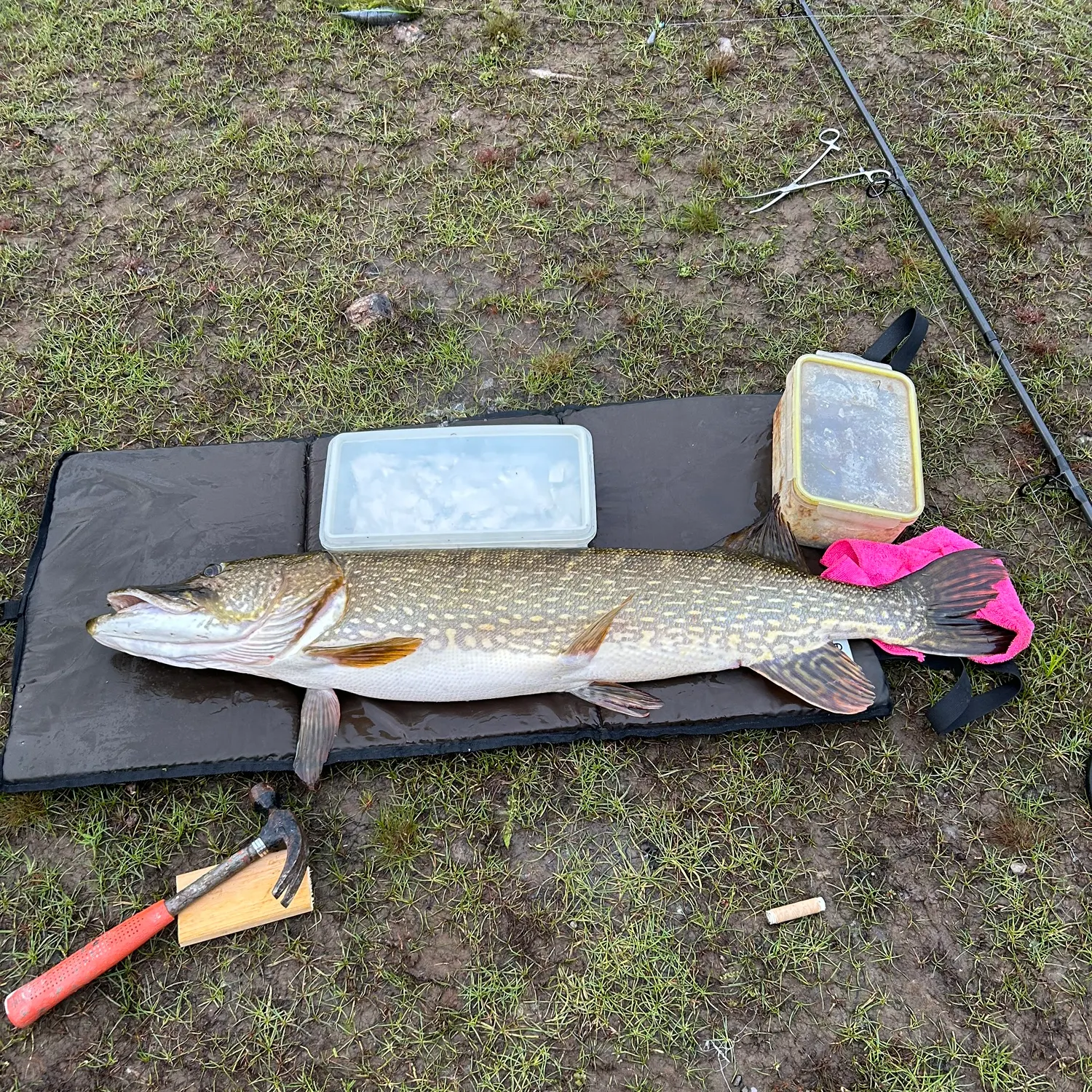 Northern pike caught on Fishbrain