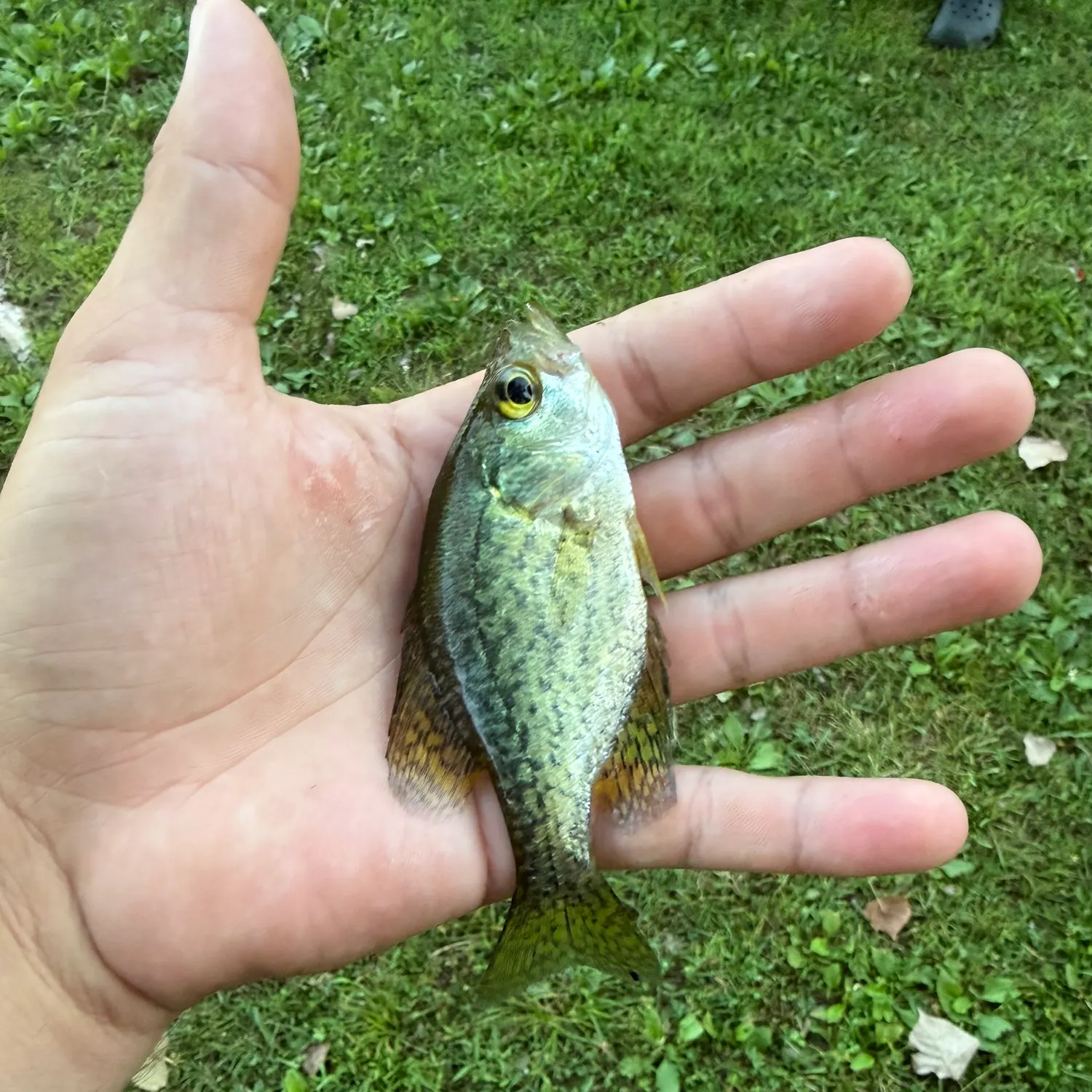 Black crappie caught on Fishbrain