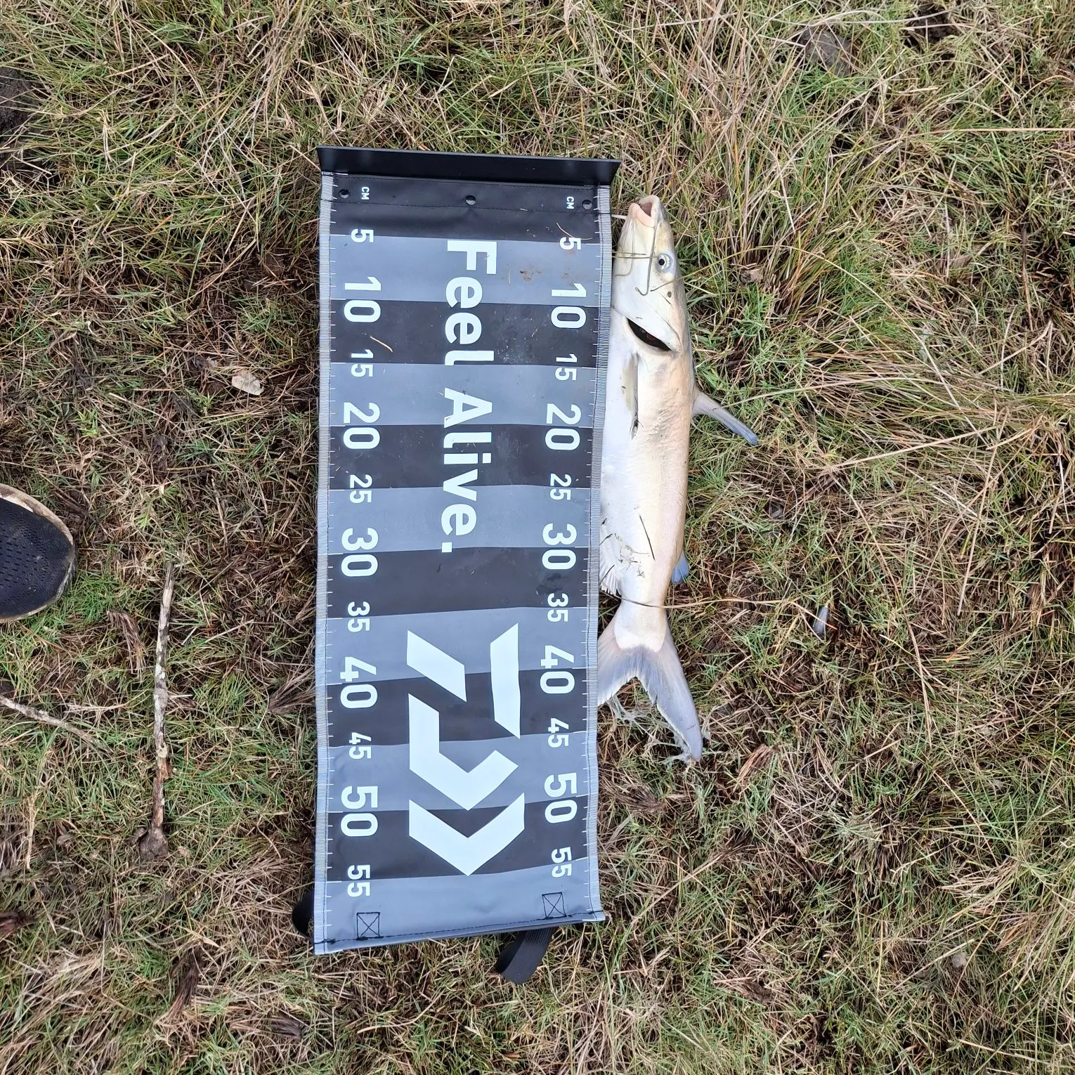 Blue salmon catfish caught on Fishbrain