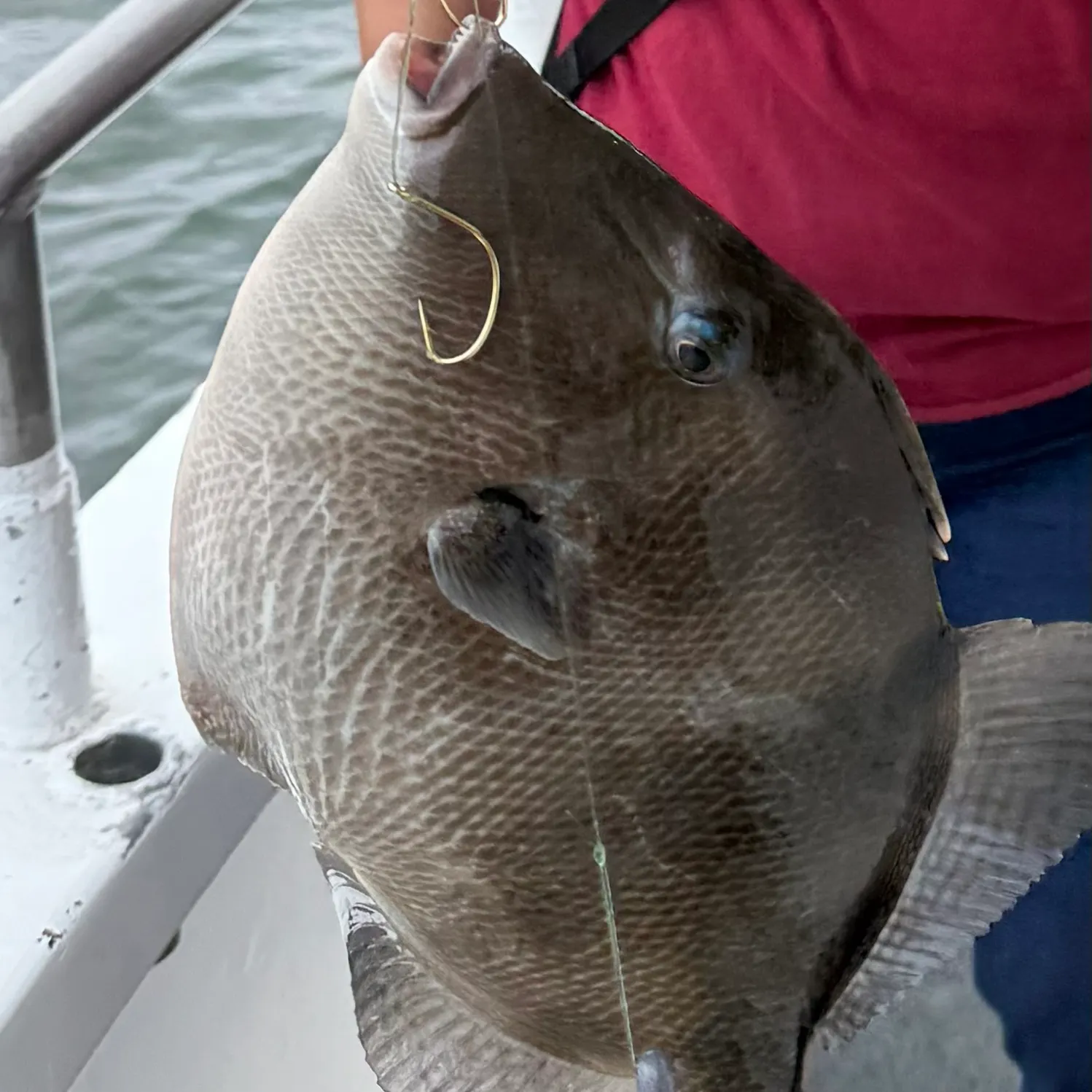 The most recent Grey triggerfish catches on Fishbrain