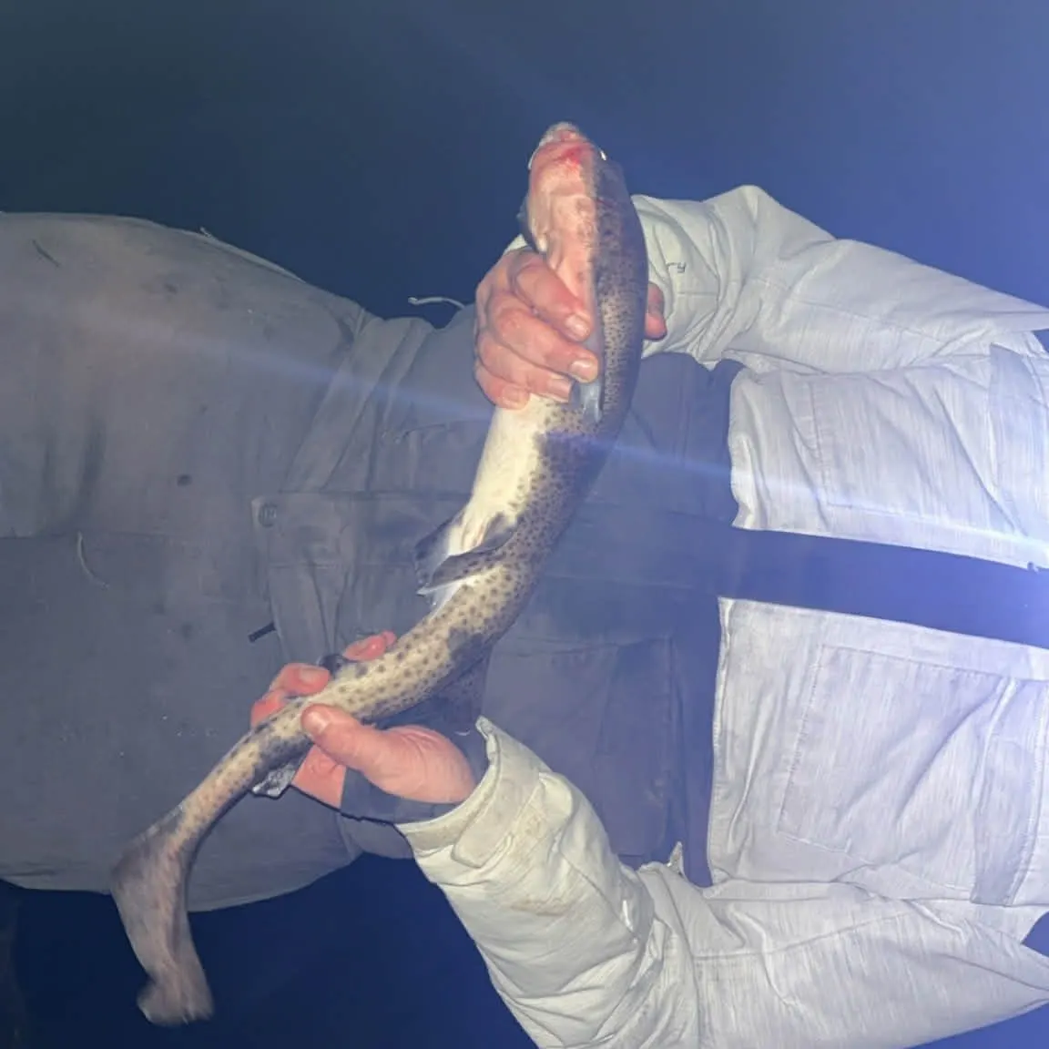 The most recent Nursehound catches on Fishbrain