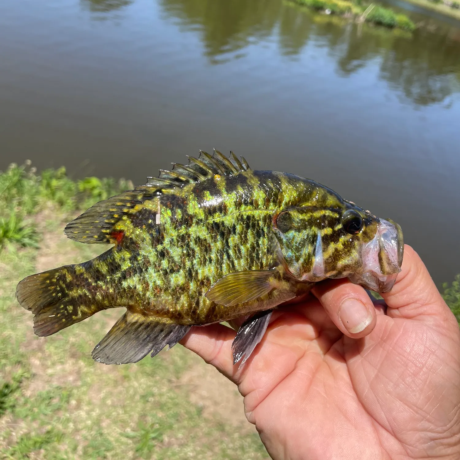 The most recent Warmouth catches on Fishbrain