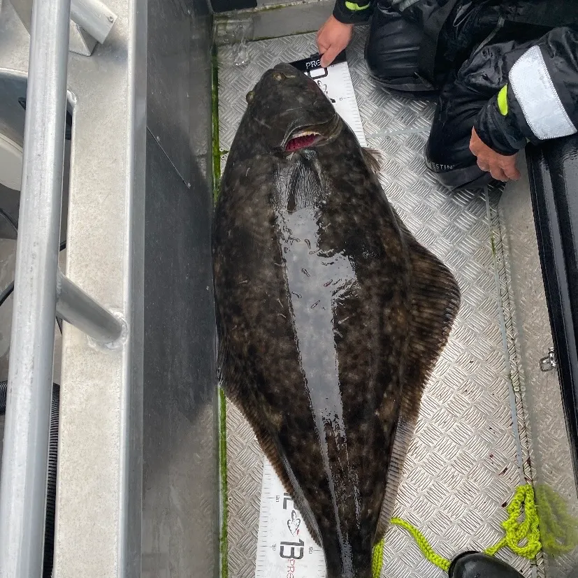 The most recent Pacific halibut catches on Fishbrain