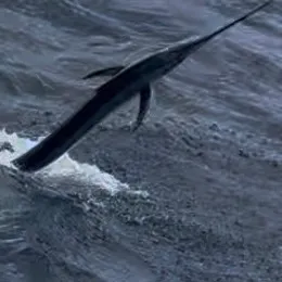 The most recent Black marlin catches on Fishbrain
