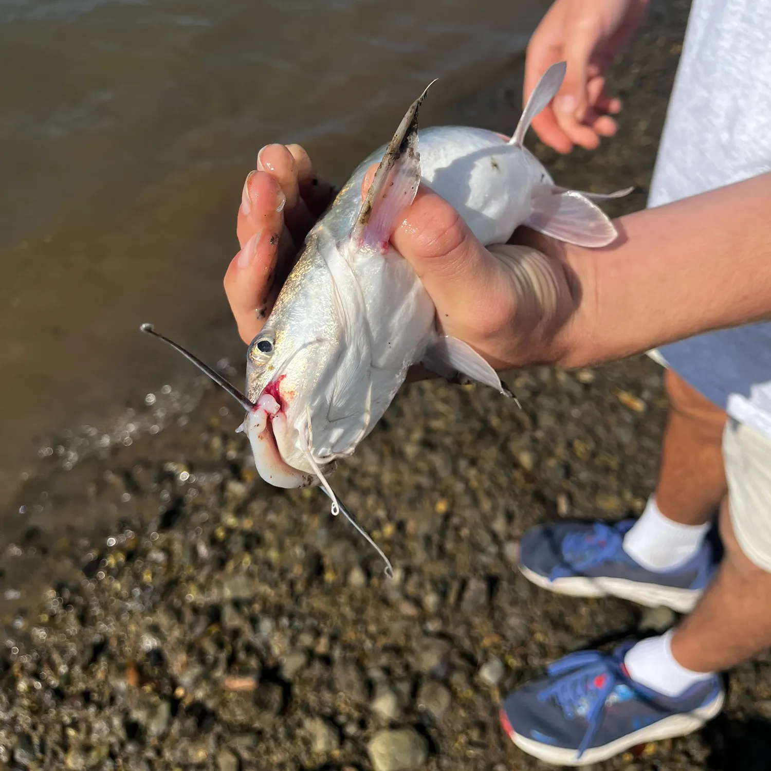Blue salmon catfish caught on Fishbrain