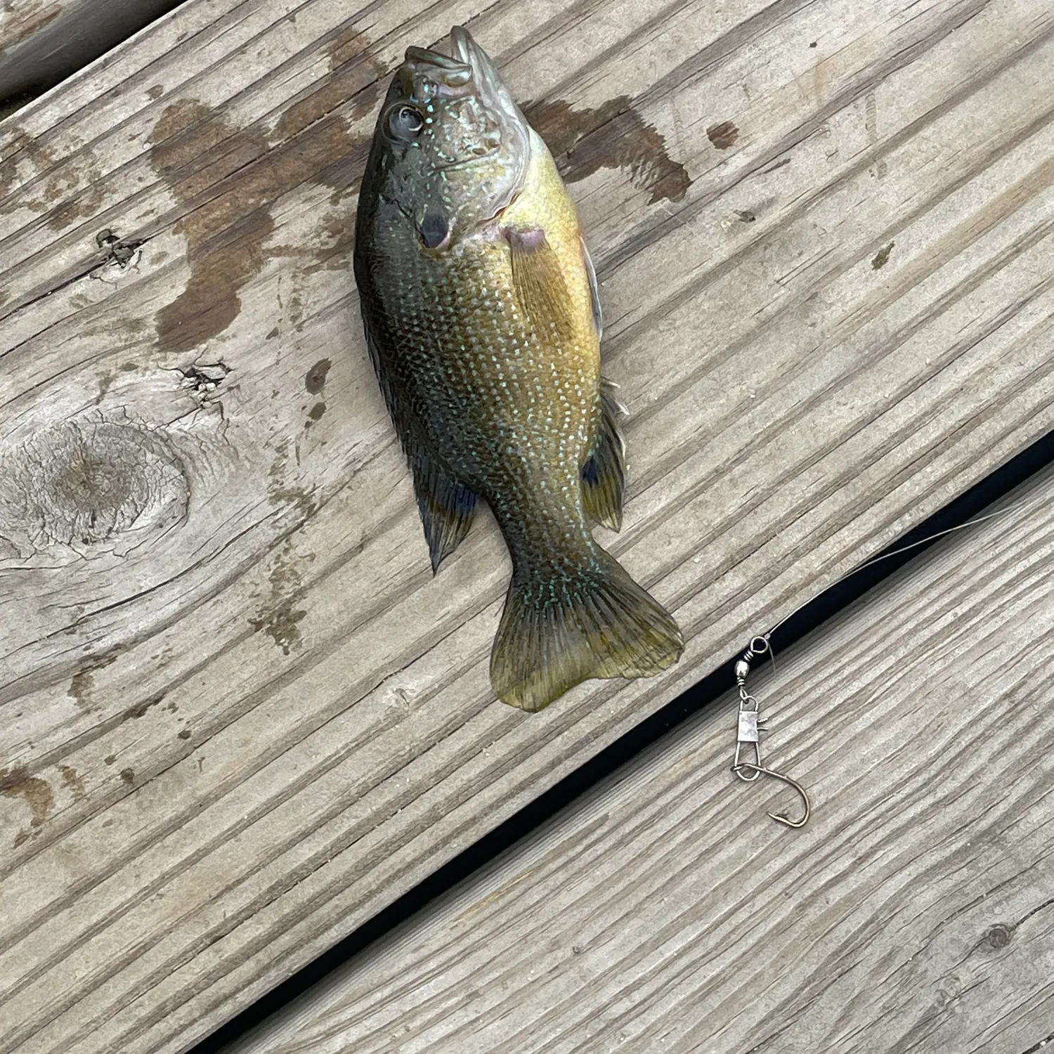 recently logged catches