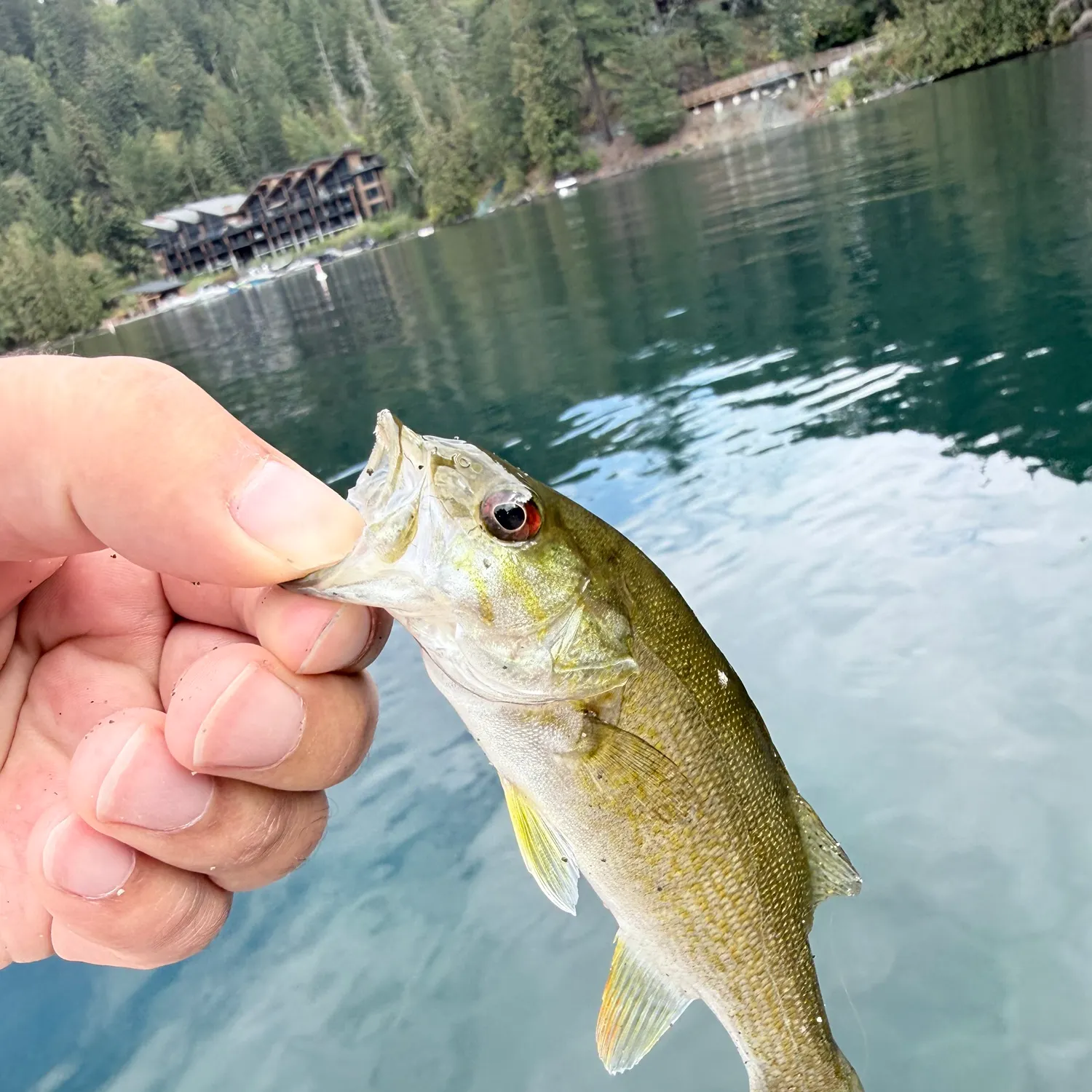 Smallmouth bass caught on Fishbrain