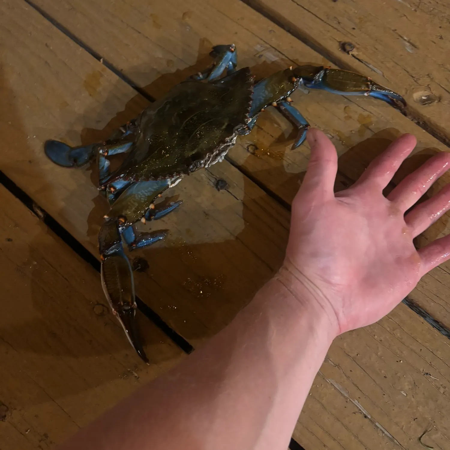 The most recent Blue crab catches on Fishbrain