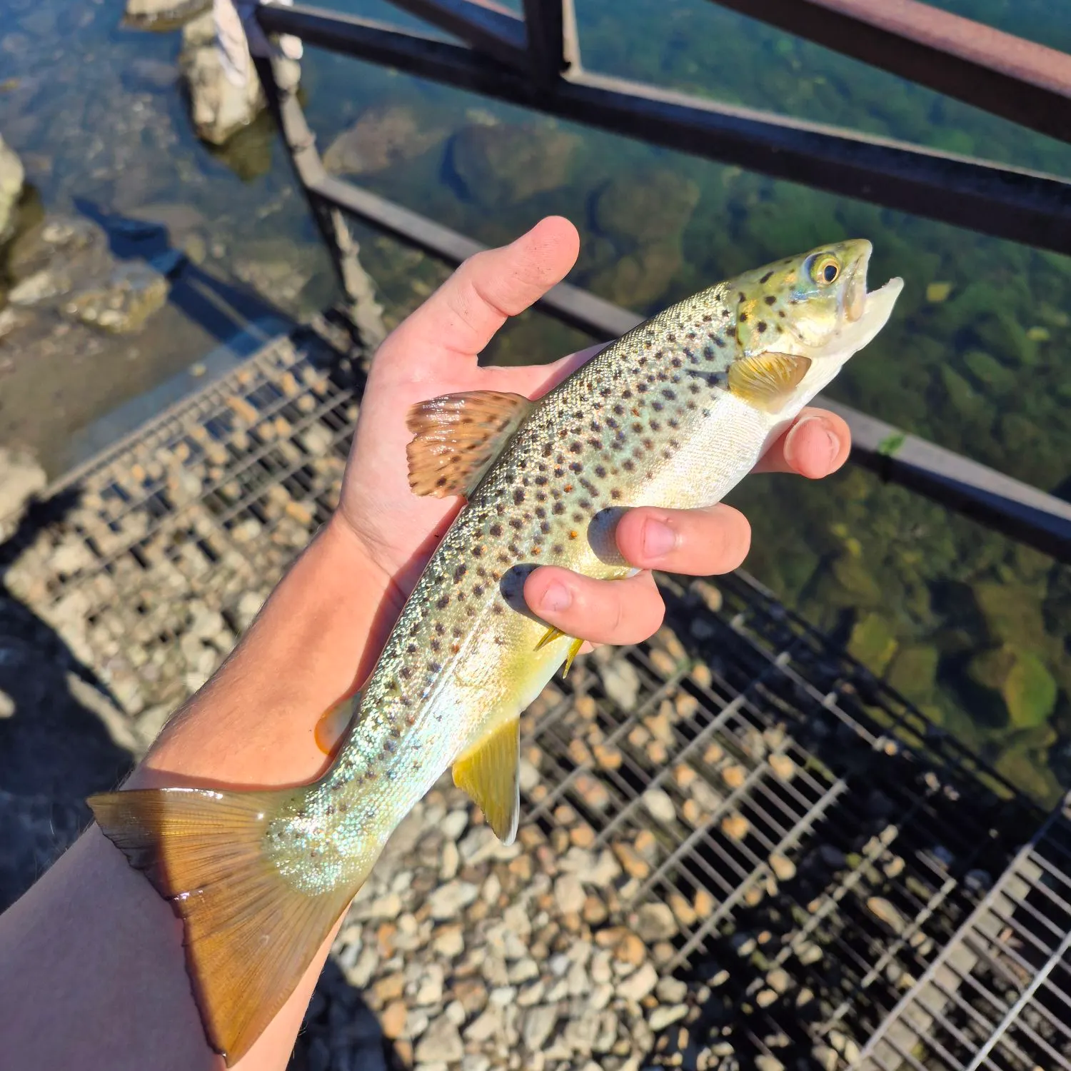 Brown trout caught on Fishbrain