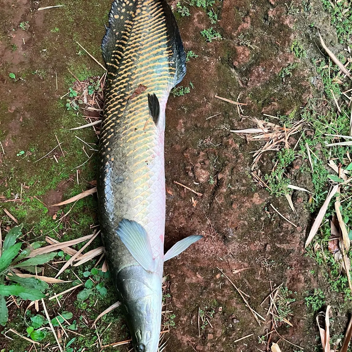 The most recent Arapaima catches on Fishbrain