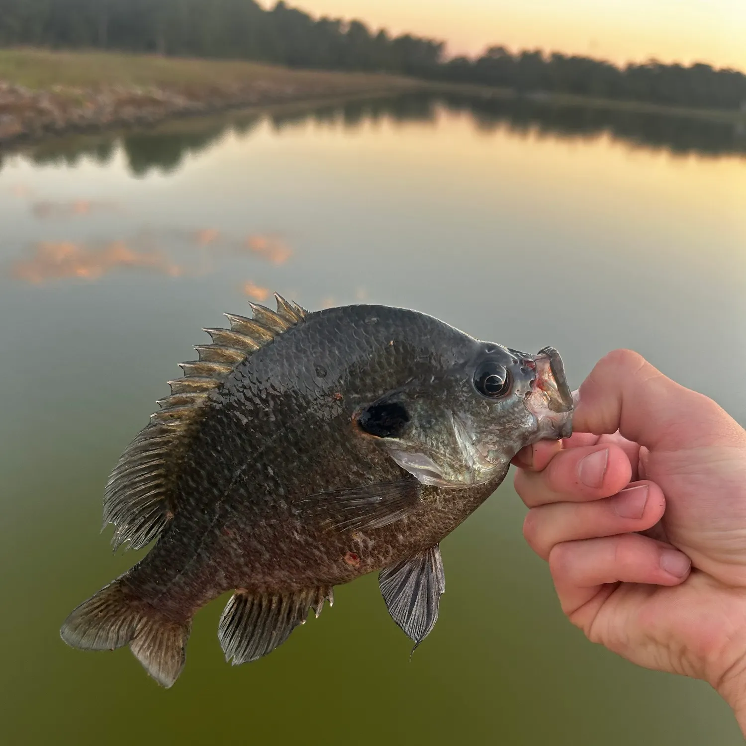 Greengill hybrid caught on Fishbrain